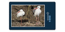 16700 Tierwelt - Storch-Familie