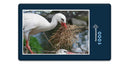 15421 Natur - Storch im Nest
