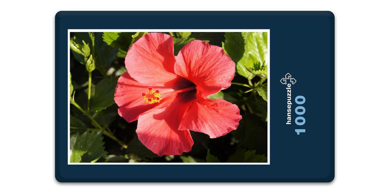 15230 Natur - Hibiskus