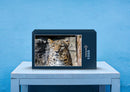 77496 Natur - Leopard