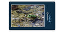 11875 Tierwelt - Frosch im See