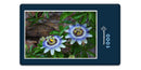 16434 Natur - Passionsblume