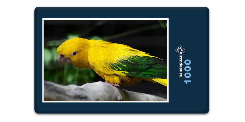 14318 Tierwelt - Golden Conure