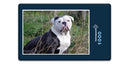 19072 Tierwelt - Englische Bulldogge