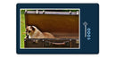 16670 Tierwelt - Katze im Koffer