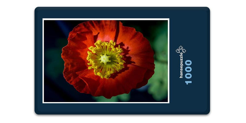 11032 Natur - Island-Mohn