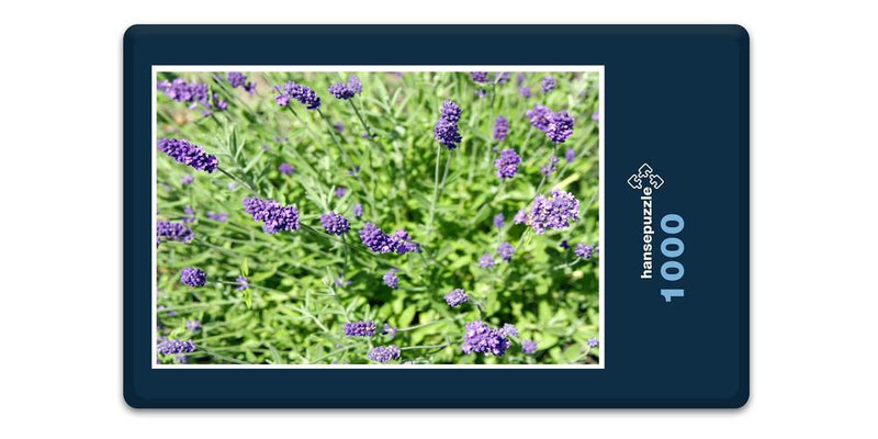 16334 Natur - Lavendel