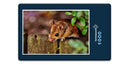 16690 Tierwelt - Kleiner Nager