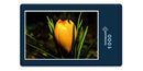 16242 Natur - Krokus
