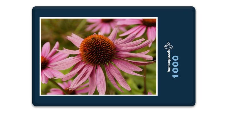 16394 Natur - Echinacea