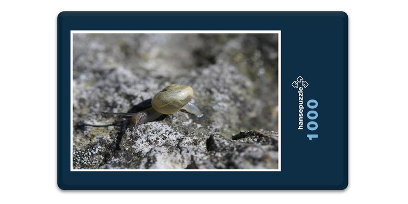 11699 Tierwelt - Schnecke