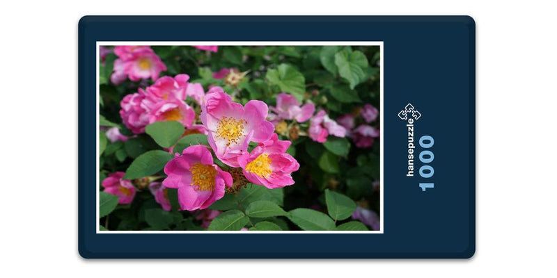 16386 Natur - Hecken-Rose