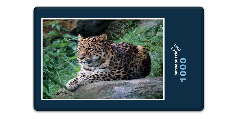 13606 Tierwelt - Leopard
