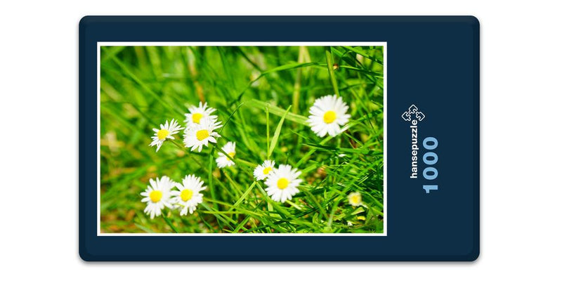 16362 Natur - Blumen-Wiese