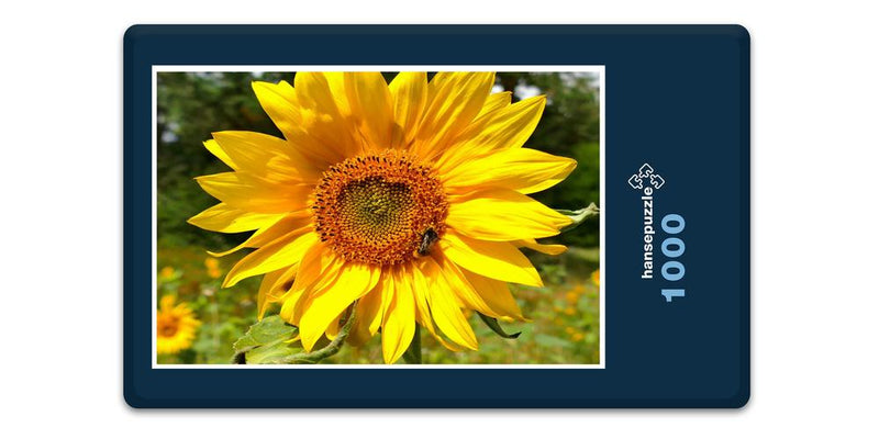 13490 Natur - Sonnenblume