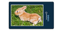 18809 Tierwelt - Kaninchen