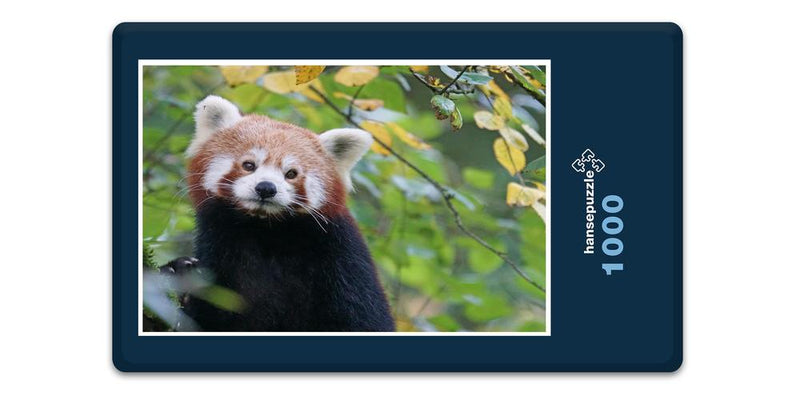 18869 Tierwelt - Roter Panda