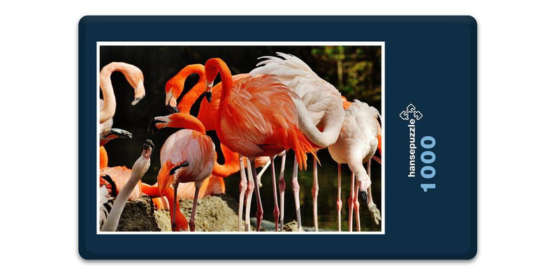 18901 Tierwelt - Flamingos