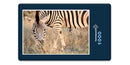 10287 Natur - Zebra