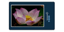 19358 Natur - lotusblume
