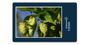 14354 Natur - Hopfen