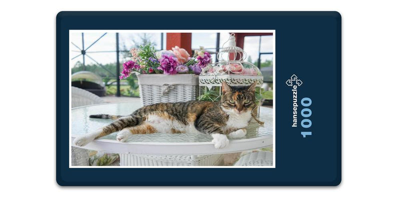 16482 Tierwelt - Katze