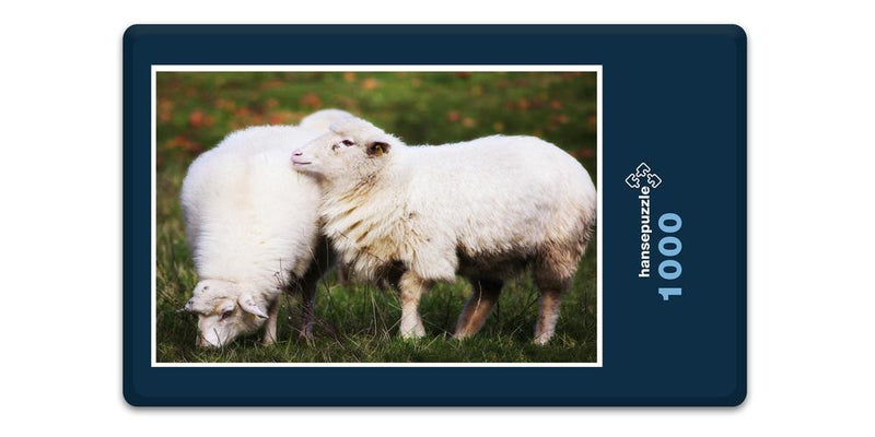 11955 Tierwelt - Schafe auf Weide