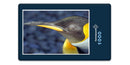 12039 Tierwelt - Königspinguin