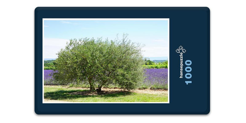 16414 Natur - Olivenbaum und Lavendel