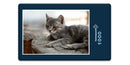 16780 Tierwelt - Katze