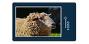 16274 Tierwelt - Schaf