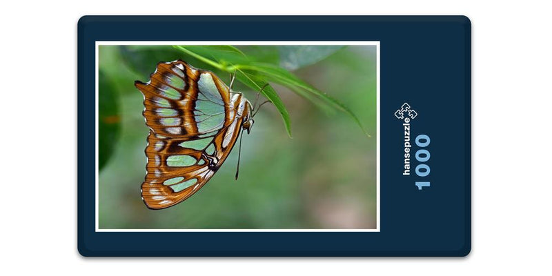 16558 Tierwelt - Schmetterling