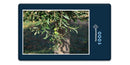 11979 Natur - Oliven-Baum