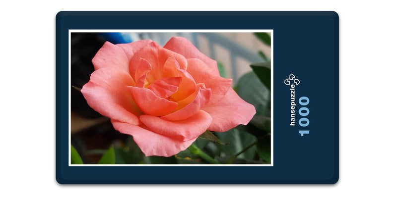 15464 Natur - Rose