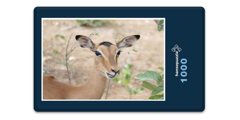 10664 Natur - Impala