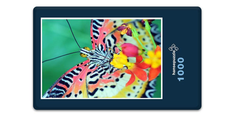 13694 Natur - Schmetterling