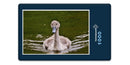 16562 Tierwelt - junger Schwan