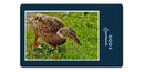 16832 Tierwelt - Ente auf Wiese