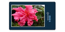 19863 Natur - Hibiskus