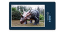 11379 Orte - Styracosaurus