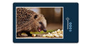 16822 Tierwelt - hungriger Igel