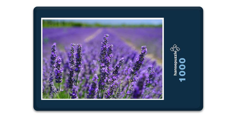 16382 Natur - Lavendel