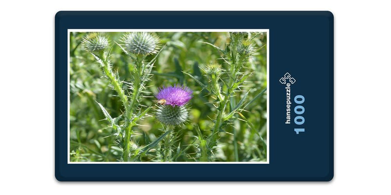 16398 Natur - Distel