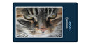 12272 Tierwelt - Katzen-Gesicht