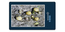 11711 Tierwelt - Schnecken-Familie