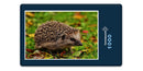 16862 Tierwelt - Igel im Laub