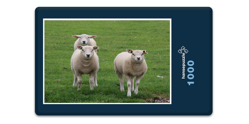 11747 Tierwelt - Schafe auf Weide