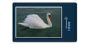 12204 Tierwelt - Schwan