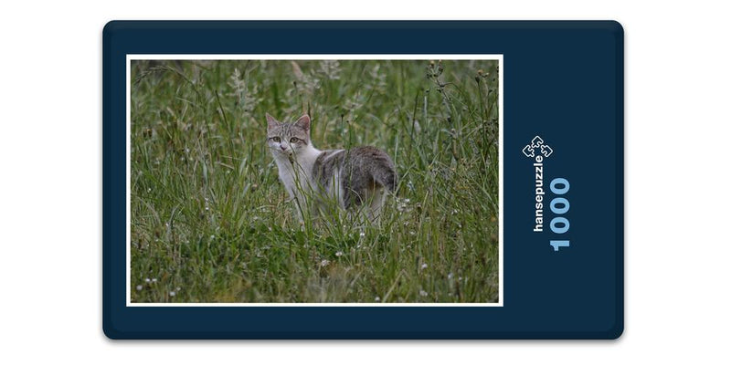 12268 Tierwelt - Katze im Gras