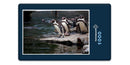 15998 Tierwelt - Pinguin